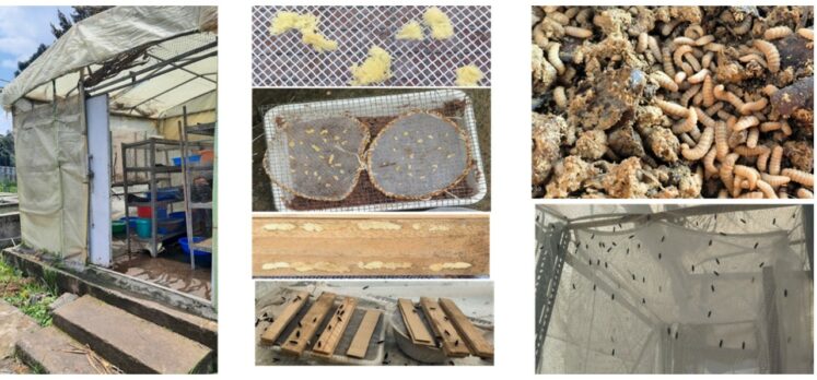13. BSF rearing house with required materials (left), egg collecting materials and hatching(middle), and larvae and adult (right) reared at P. EIAR 2 NESTLER pilot site