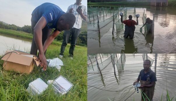 3. Installation of SynField Equipment at P.RWA.2. at Nkungu Aquaculture Research Centre (Nile Tilapia)