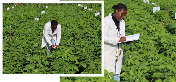pk3. Monitoring the growth performance of bush bean grown on soil amended with insect frass fertilizer in Kenya
