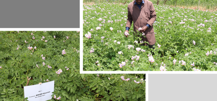 pk3.2 Research work on sustainable potato production and nematode management in Kenya